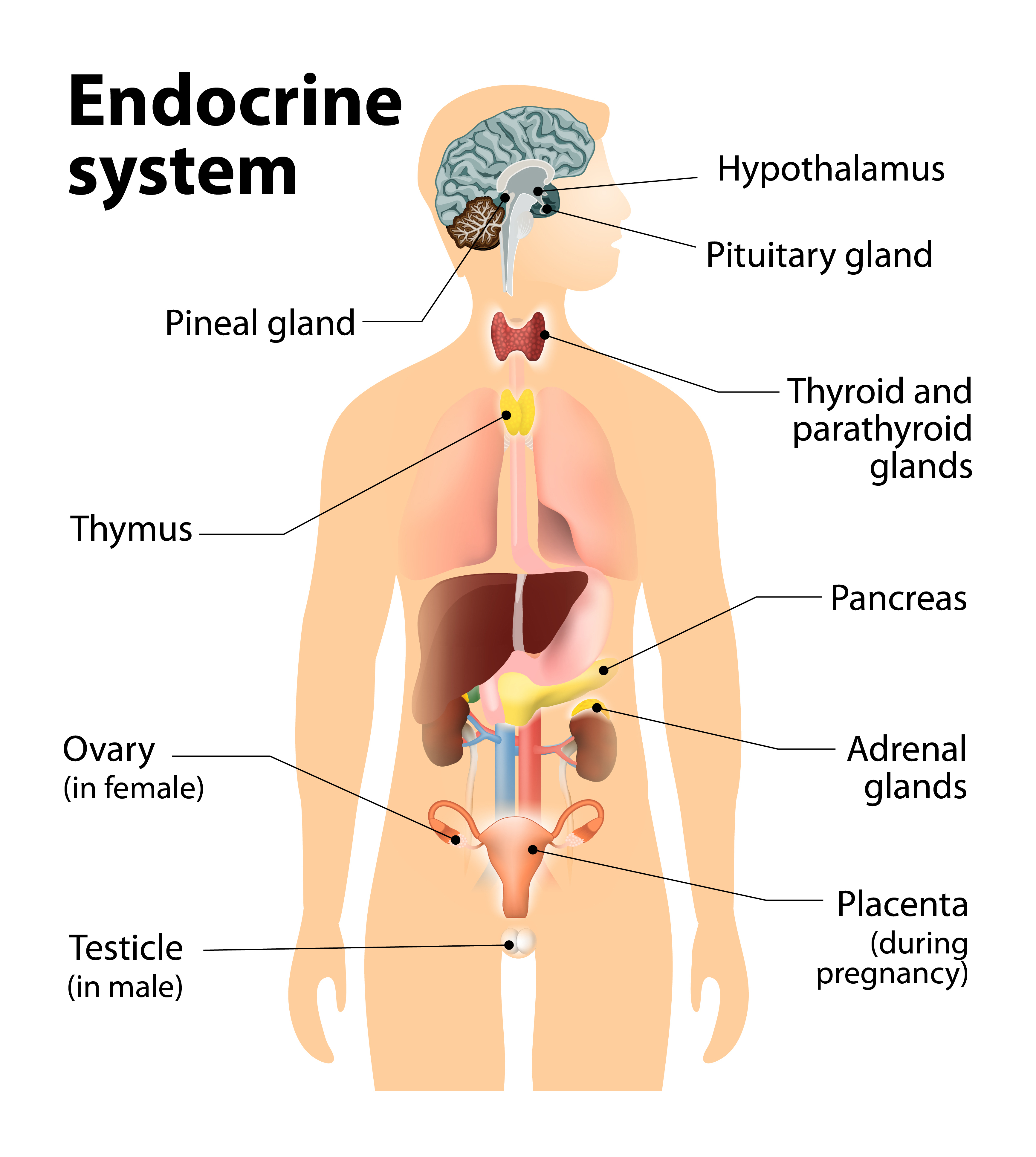 glands in the endocrine system