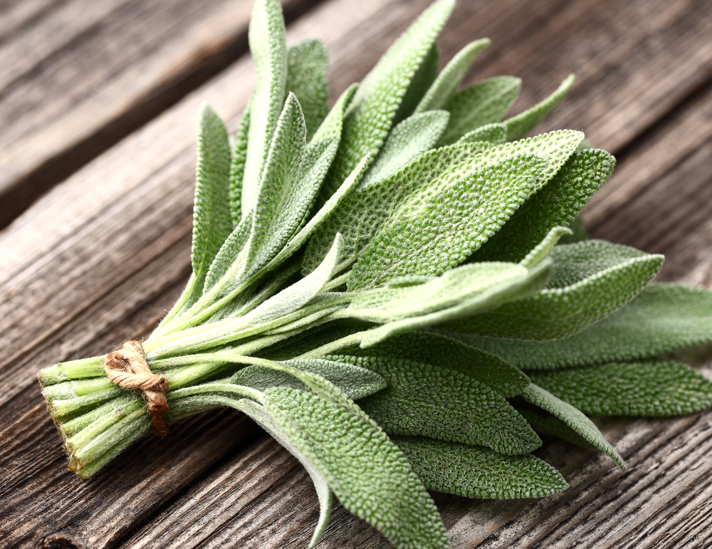 Sage Herb: History, Nutrition Facts, Health Benefits, Side Effects, and