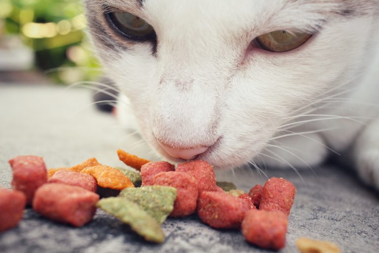 Cat Food Featured Image