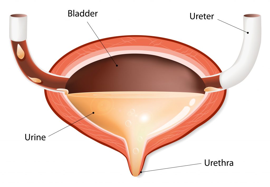 female-bladder-infogprahic