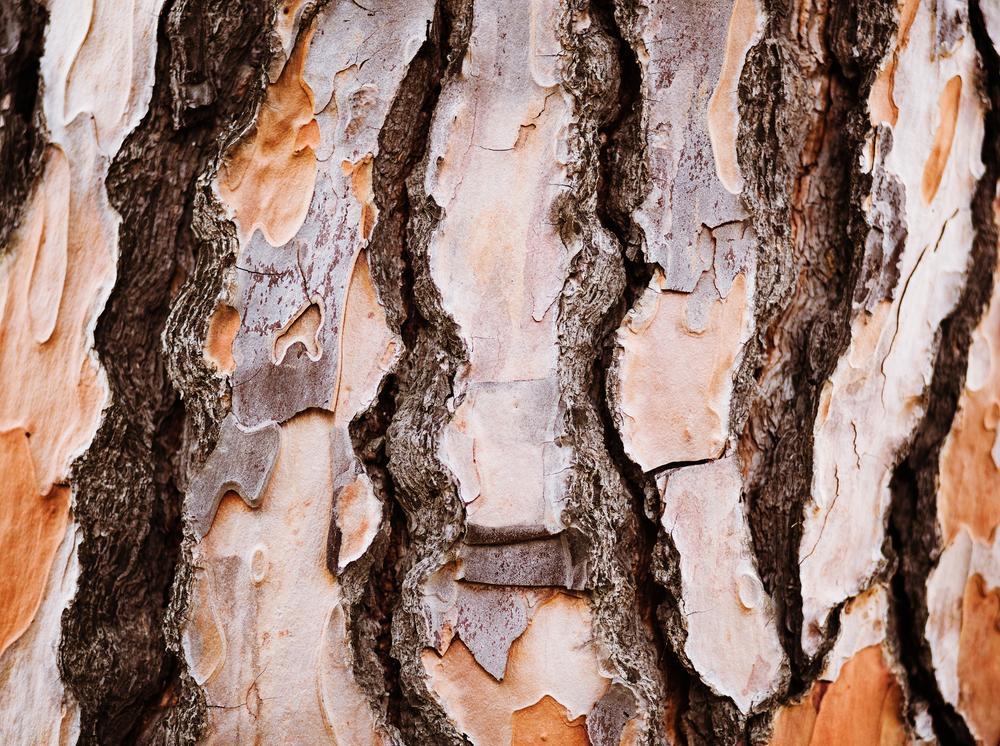 pine-tree-bark
