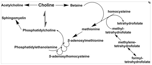 Figure 1- Metabolic pathway of Choline