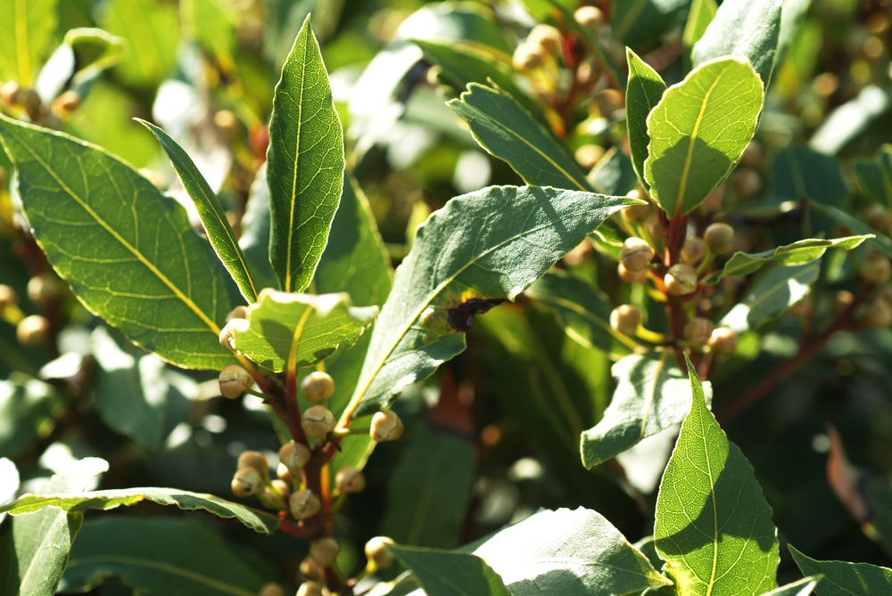 Bay Leaf Nutrition Facts, Health Benefits, Side Effects