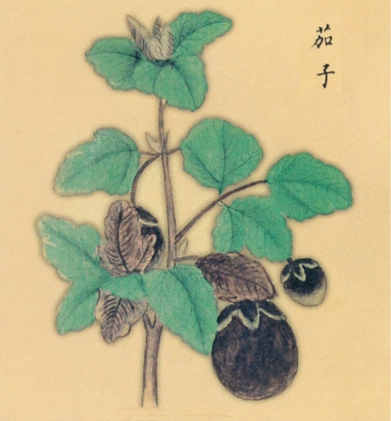 Coloured drawing of eggplant from Lüchanyan Bencao in ad 1220 (South Song Dynasty).