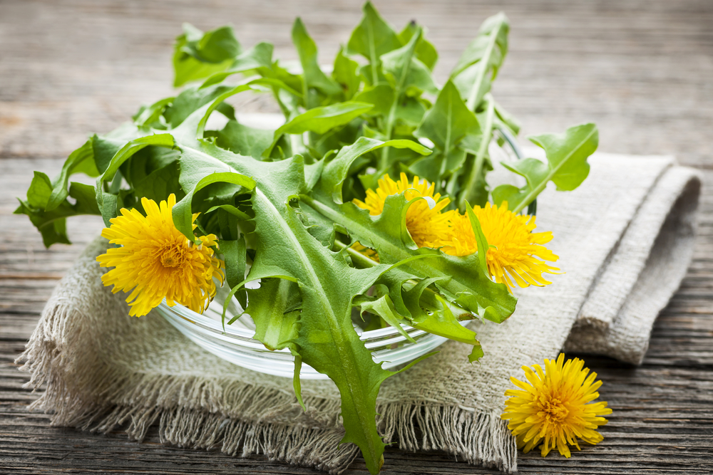 Dandelion Herb Article Featured Image