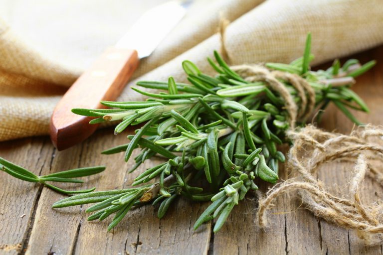 Rosemary Herb Article - Featured Image
