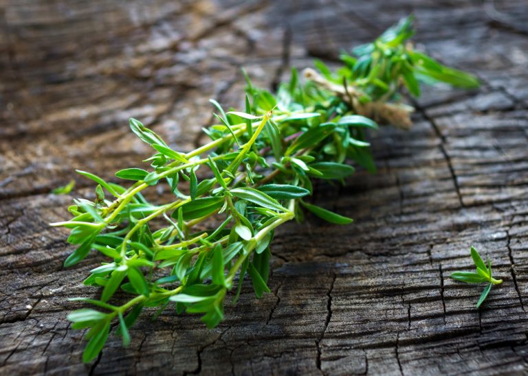Savory Herb Article - Featured Image