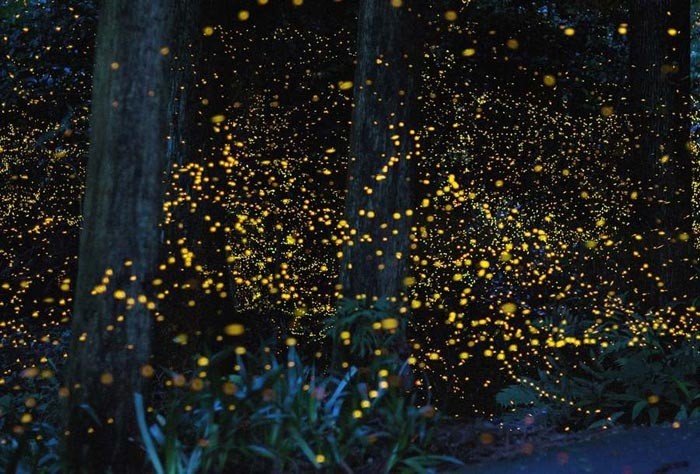 Amazing Firefly Colonies