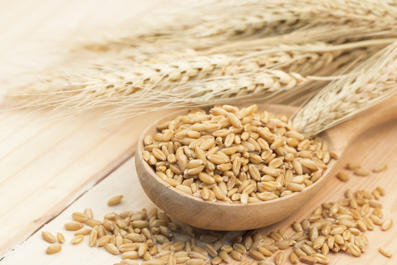 Barley Health Benefits Article - Featured Image