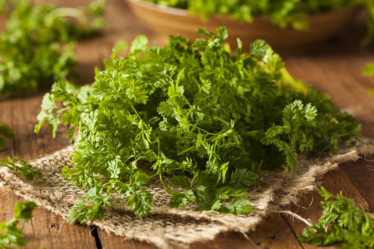 Chervil (French Parsley) Article - Featured Article