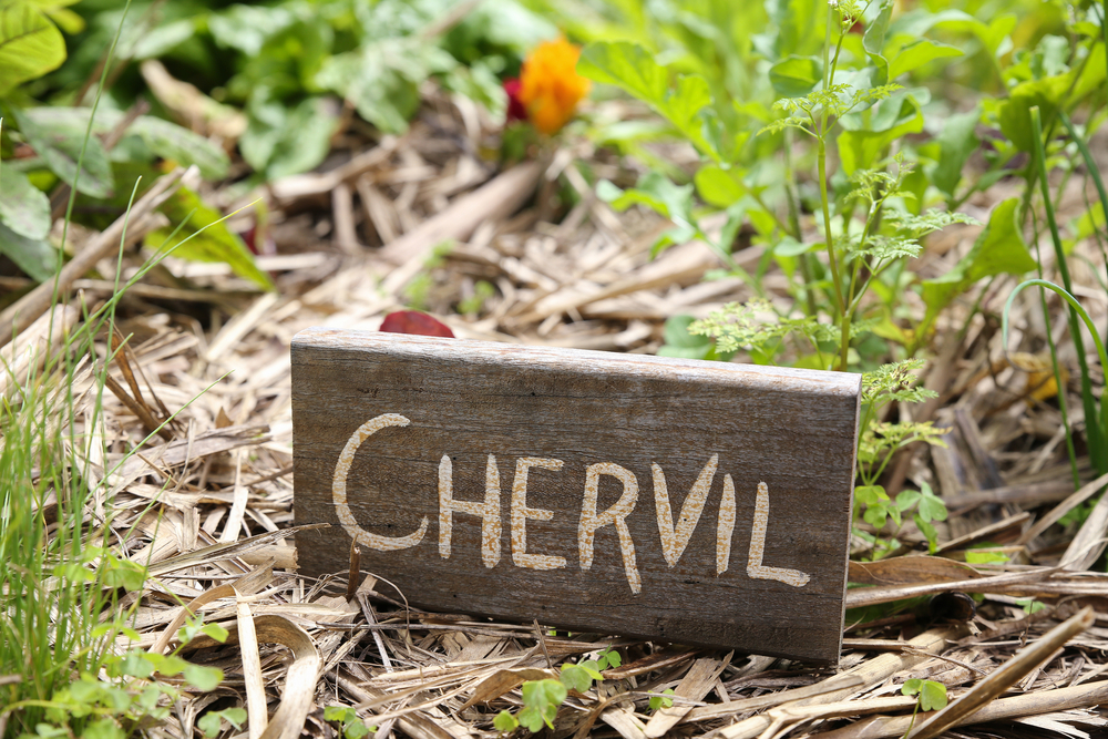 Chervil (French Parsley) Growing in Garden 2