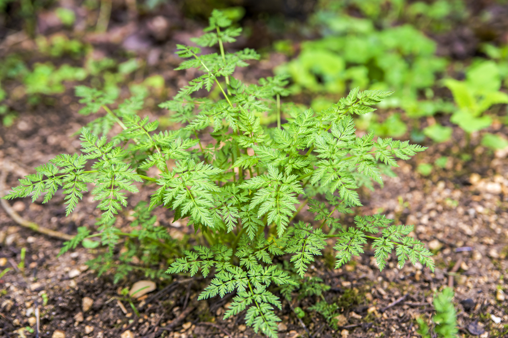 Chervil (French Parsley) Growing in Garden
