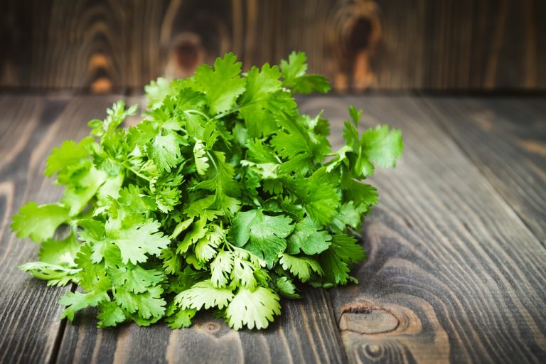 Coriander Article - Featured Image