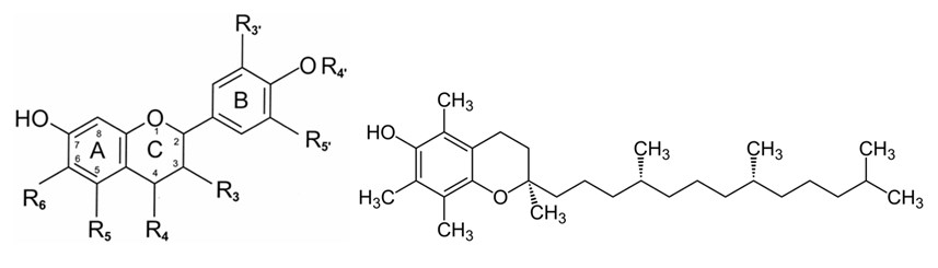 General structure of food flavonoids and tocopherols