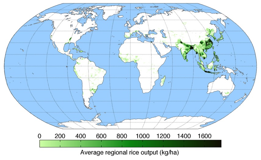 Global rice production