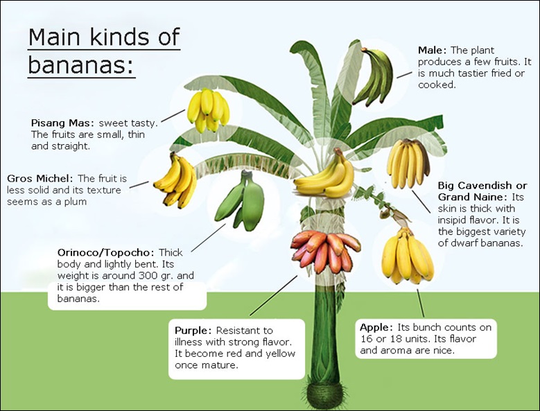Main Kinds of Bananas