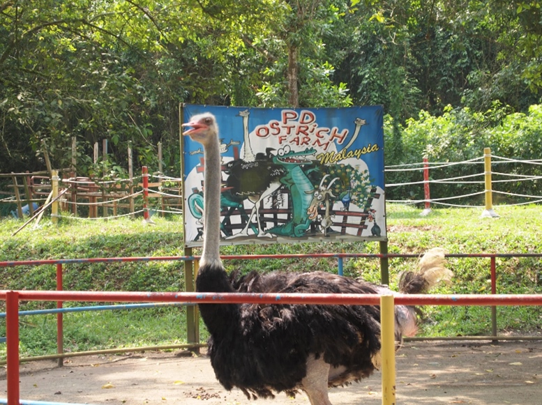 PD Ostrich Farm