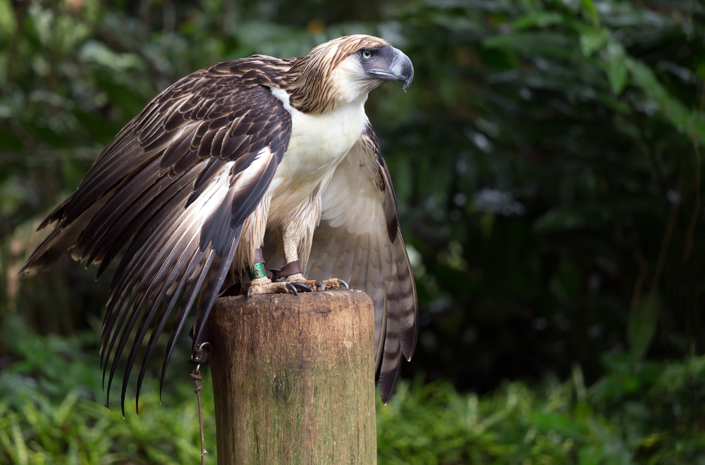 The Filipino eagle is a very rare and endangered species living in the Davao province in Philippines.