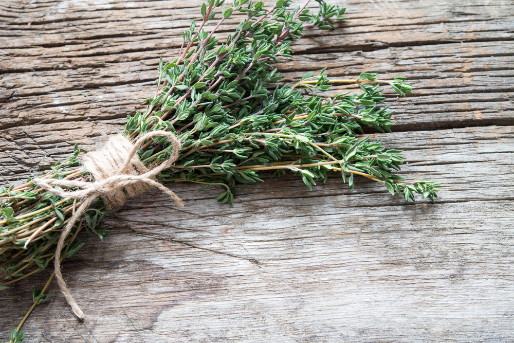 Thyme Herb Article - Featured Image