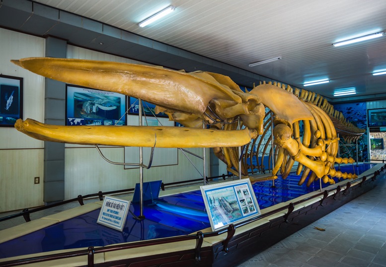 Whale skeleton in the National Oceanographic Museum