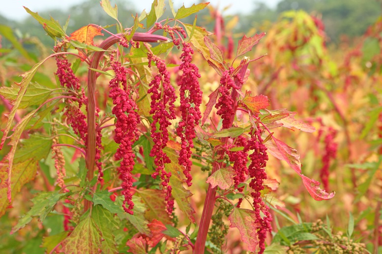 Beautiful Red Quinoa Plant