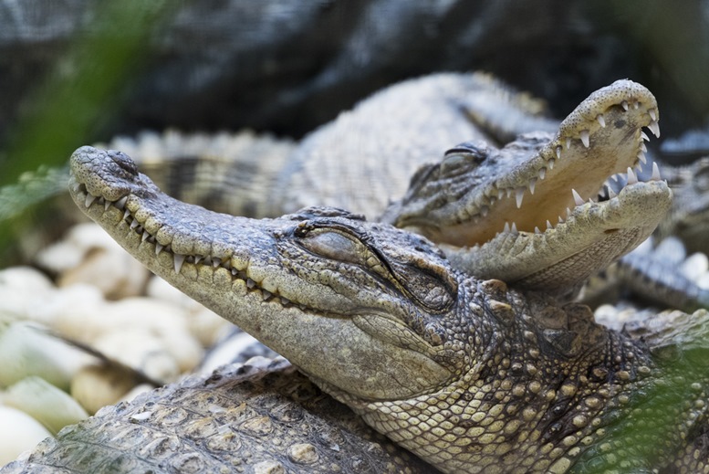 Crocodiles resting in Miri Crocodile Zoo