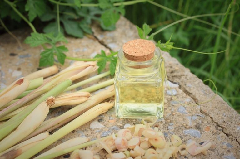 Health Benefits of Lemongrass Essential Oil Article - Featured Image