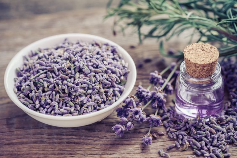 Lavender Essential Oil Article - Featured Image