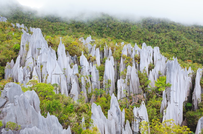 Limestone pinnacles at gunung mulu national park