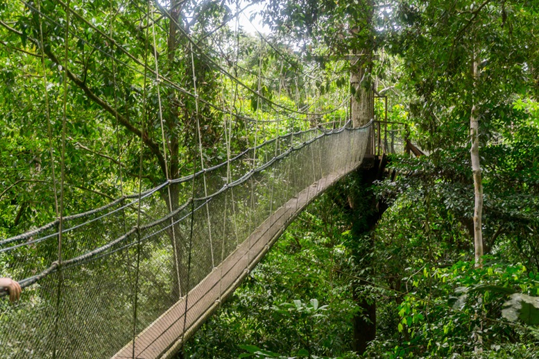 Mulu National Park Canopy Walk