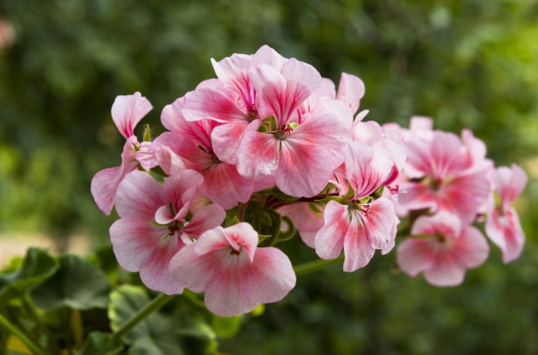 Pink geranium flowers